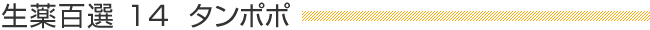 生薬百選14　「タンポポ」