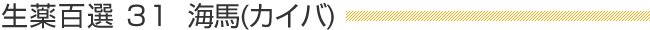 生薬百選31  「海馬(カイバ)」