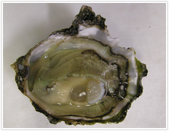 蓋殻を除くと見られる身（体）の部分