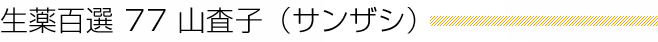 生薬百選 77 山査子(サンザシ)