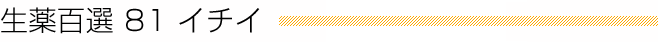 生薬百選 81 イチイ