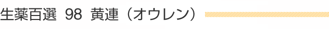 生薬百選 98 黄連（オウレン）