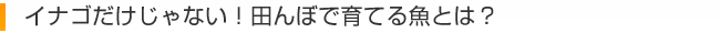 イナゴだけじゃない！田んぼで育てる魚とは？