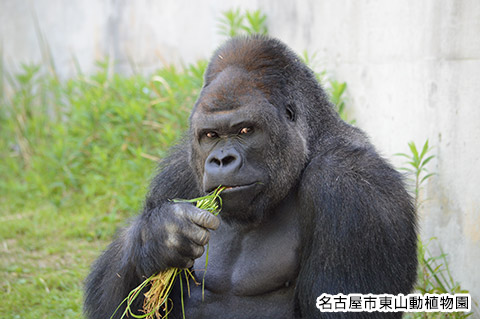 シャバーニの写真