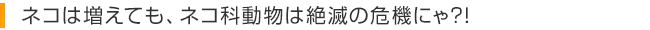 ネコは増えても、ネコ科動物は絶滅の危機にゃ?!