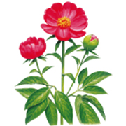 芍薬［シャクヤク］